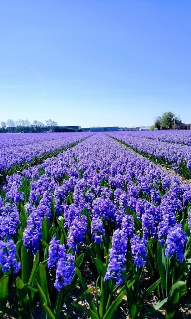 B&Bslapenopeeneiland Kaag Esterno foto